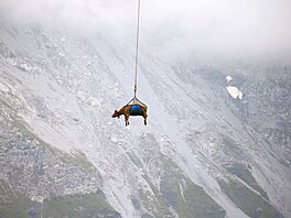 Transport krav z horských pastvin v prsmyku Klaussenpas (1 948 metr nad...