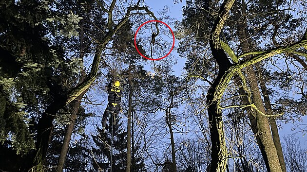 Gerard utekl do výběhu kamzíků, kde se uvelebil na vysokém stromě. Dolů ho museli dostat hasiči.