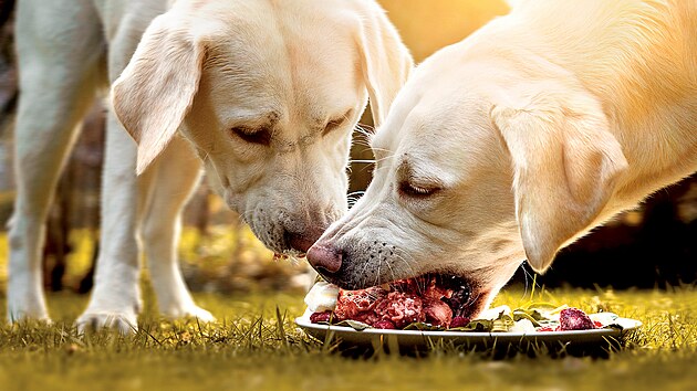 Podle dat společnosti Nielsen jen za krmivo pro psy Češi ročně vydají v průměru
5,6 miliardy korun. Objevuje se čím dál více „páníčků“, kteří vyznávají tzv. barfování,
při kterém se krmí psi syrovou stravou. Ať už jde o maso, nebo o zeleninu a ovoce, jež je
nutné k masu přidávat, aby měl pes optimální vyvážení všech živin. Nevýhodou je, že se
majitelé psů musejí tomuto stylu krmení pečlivě věnovat, zatímco u kvalitních granulí
(mají minimálně 70 % masa) jsou všechny potřebné živiny namixovány. Celkově pes vyjde
rodinu ročně zhruba na šestnáct tisíc korun (kočka je o čtyři tisíce levnější).