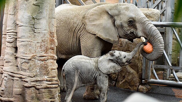 Sameček slona afrického, kterého odchovali ve zlínské zoologické zahradě, dostal jméno Zyqarri (prosince 2021).