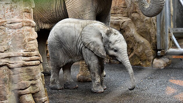 Sameek slona africkho, kterho odchovali ve zlnsk zoologick zahrad, dostal jmno Zyqarri (prosince 2021).