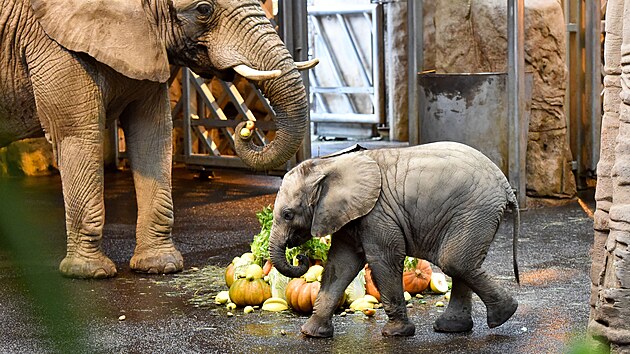Sameek slona africkho, kterho odchovali ve zlnsk zoologick zahrad, dostal jmno Zyqarri (prosince 2021).