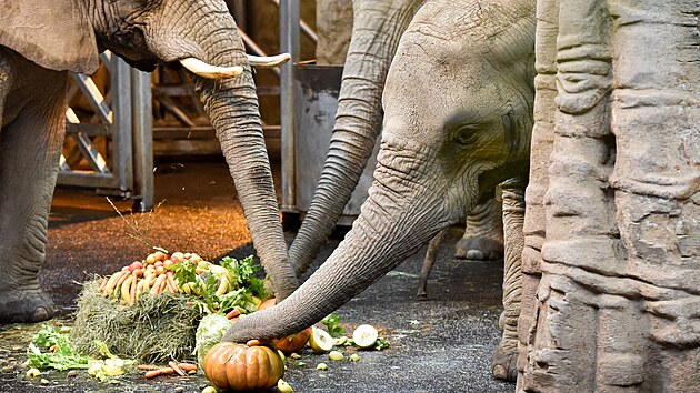 Stdo slon ve zlnsk zoo dostalo k estimsnmu vro narozen slnte dort ze sena, ovoce a zeleniny (prosince 2021).
