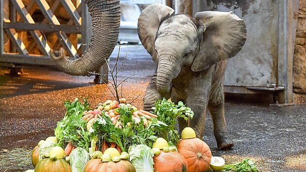 Sloní sameček, odchovaný ve zlínské zoo jako první mládě slona afrického v tuzemsku, dostal jméno Zyqarri (prosince 2021).