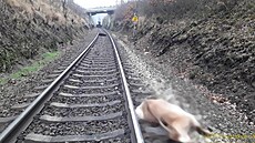 Mrtvá zví�ata, která pobíhala po kolejích u St�íbra a srazil je osobní vlak....