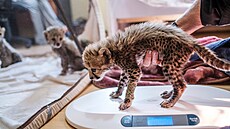 Mláďata gepardů zachráněná před pašeráky už jsou nyní v bezpečí Fondu na...