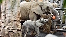 Sameček slona afrického, kterého odchovali ve zlínské zoologické zahradě,...
