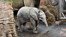 Sameek slona afrického, kterého odchovali ve zlínské zoologické zahrad,...