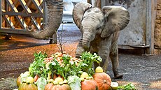 Sloní sameek, odchovaný ve zlínské zoo jako první mlád slona afrického v...