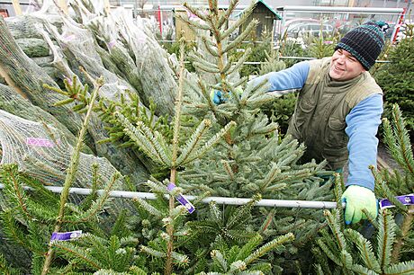 Prodej vánoních stromk na parkoviti u karlovarského OC Varyáda.