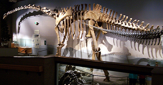 Replika kostry supersaura