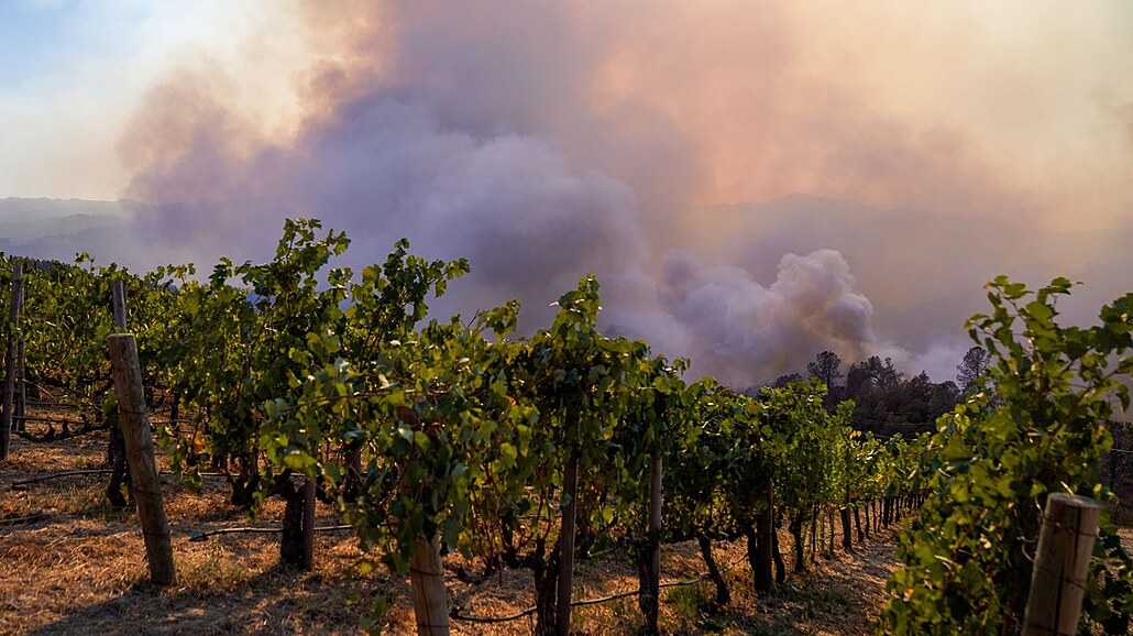 Kalifornské poáry mají nepíznivý dopad i na tamní vinice. (27. záí 2020)