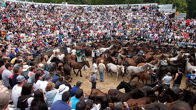 Tradin festival v Sabucedu v Galicii, pi nm farmi sthaj divokm konm n. (7. ervence 2019)