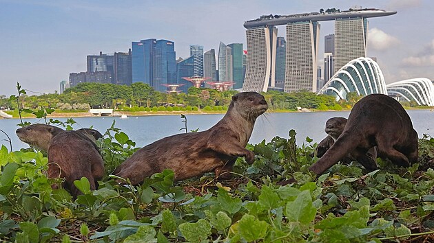 Vydry v Singapuru (9. ervence 2021)
