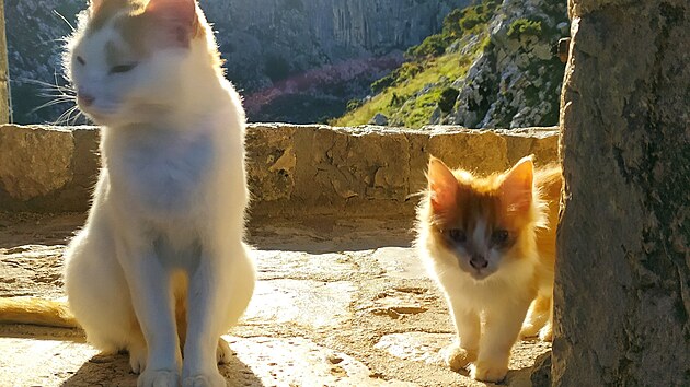 Koček bylo v Černé Hoře více než lidí...