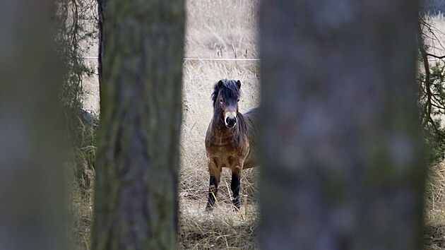 Do prodn rezervace Janovsk mokad u Nan vysadili zstupci kraje divok kon  exmoorsk pony.
