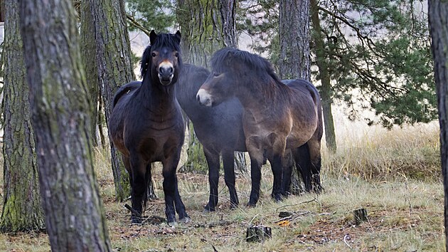 Do prodn rezervace Janovsk mokad u Nan vysadili zstupci kraje divok kon  exmoorsk pony.