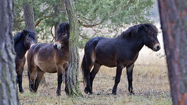 Do prodn rezervace Janovsk mokad u Nan vysadili zstupci kraje divok kon  exmoorsk pony.