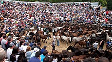 Tradiní festival v Sabucedu v Galicii, pi nm farmái stíhají divokým koním...