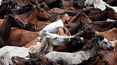 Tradiní festival v Sabucedu v Galicii, pi nm farmái stíhají divokým koním...