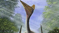 Hatzegopteryx se vyvinul v izolaci, to proto je mezi jinými ptakoještěry čeledi...