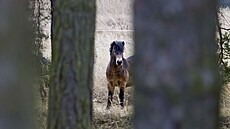 Do pírodní rezervace Janovský mokad u Nýan vysadili zástupci kraje divoké...