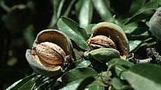 Rozpuklé plody mandlon s peckami ukrývajícíma jádra.