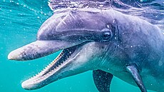 Malinká. Divokou delfínici ijící osamle na pobeí Irska tak pojmenovali...