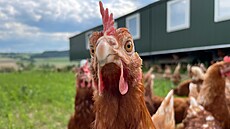 Vejce bude dodávat farmá� Franti�ek Starý, který provozuje vlastní mobilní...