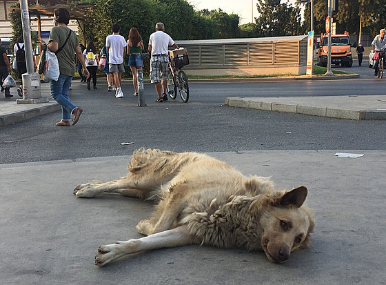 Toulavý pes na ulici v tureckém Izmiru (6. záí 2021)