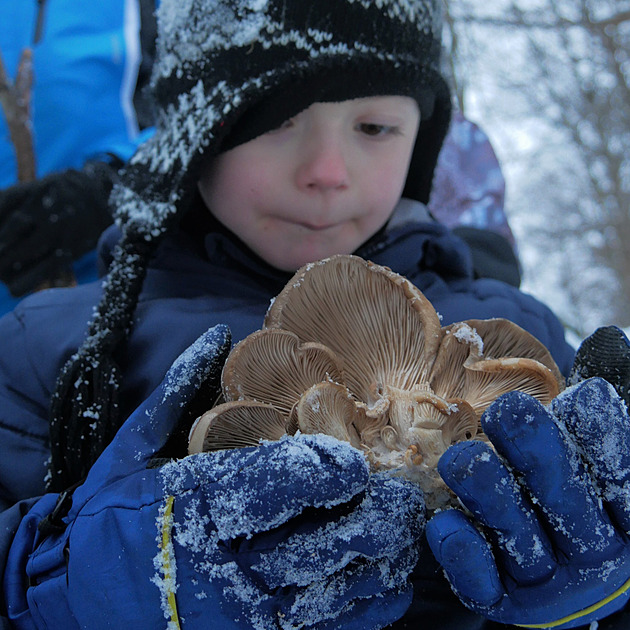 Zimní houby rostou s předstihem, jejich úroda na Vysočině je extrémní