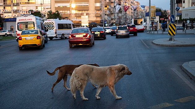 Toulav psi na ulici v tureckm Izmiru (6. z 2021)