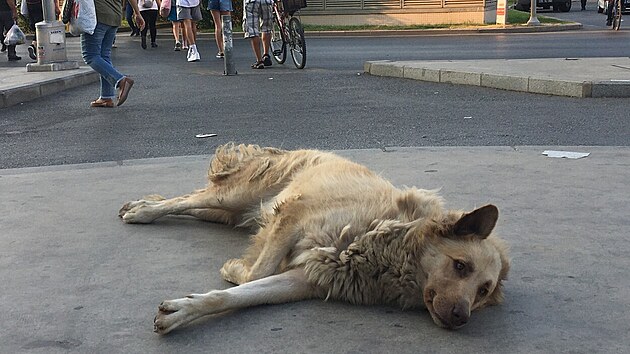 Toulav pes na ulici v tureckm Izmiru (6. z 2021)