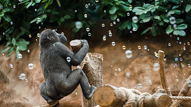 Ajabu si užívá bubliny, které gorilám chovatelé čas od času dopřávají. 