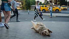 Toulaví psi na ulici v tureckém Izmiru (6. záí 2021)