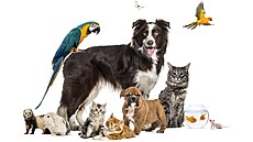 P�emý�líte, jakého mazlí�ka si po�ídit, abyste si vyhovovali navzájem?...