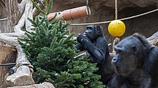 Vánoční stromky udělaly radost gorilám. (28. prosince 2021)