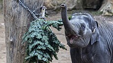 Váno�ní jedli�ky, kterých se v pra�ské zoologické zahrad� nashromá�dilo asi...
