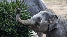 Váno�ní jedli�ky, kterých se v pra�ské zoologické zahrad� nashromá�dilo asi...