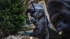 Vánoce si v pra�ské zoo u�ila i zví�ata, a to díky stromk�m i jedlým dárk�m,...
