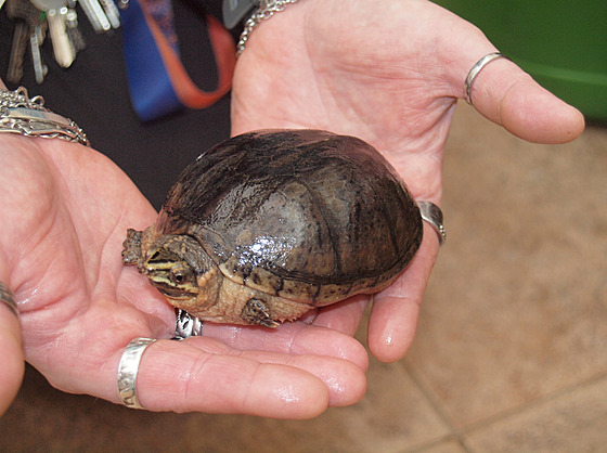 V teplické botanické zahradě našli želvu klapavku obecnou.