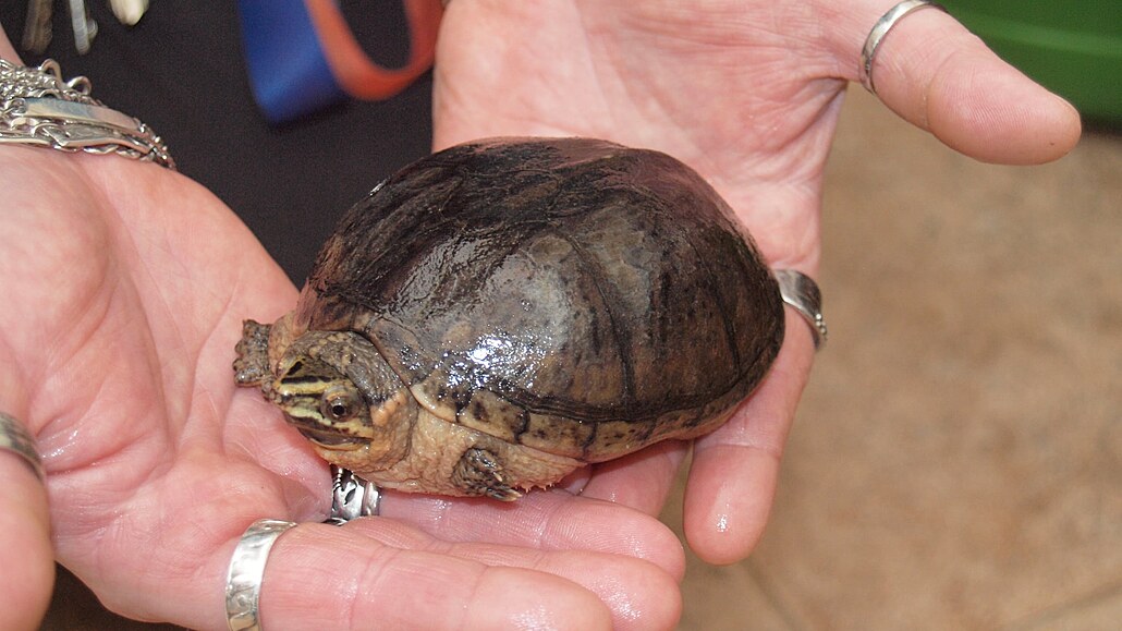 V teplické botanické zahradě našli želvu klapavku obecnou.