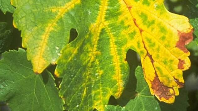 Pod tíhou nemoci se listy révy vinné zbarví do zlatožluta, postupně se svinou, jsou kovově lesklé a křehké.
