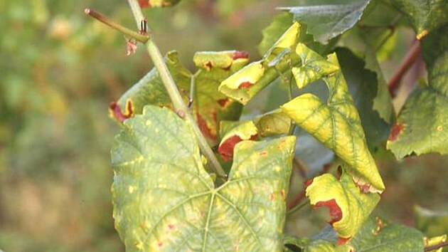 Pod tíhou nemoci se listy révy vinné zbarví do zlatožluta. Postupně se svinou, jsou kovově lesklé a křehké.