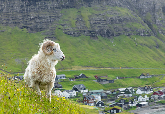 Ovce na Faerských ostrovech (22. ervna 2021)