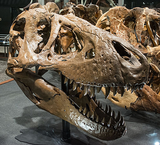 Rekonstruovaná lebka exempláře MOR 1125 („B-rex“), v době smrti asi...