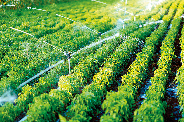 Jak na změnu klimatu? Šetřit vodu v přírodě není potřeba, říká rektor Sklenička