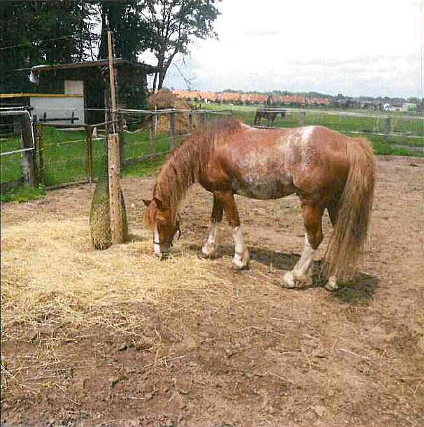 Hebec, který psobí jako plemeník, zmizel.