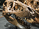 Rekonstruovaná lebka exempláře MOR 1125 („B-rex“), v době smrti asi...