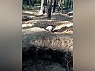 Policejní pes vypátral v díře nelegálního kopáče vltavínů